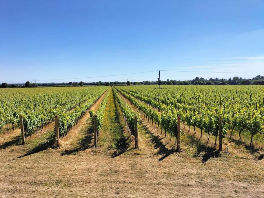 Cosy Cottage With Vineyard View Near Goodwood Chichester Ngoại thất bức ảnh